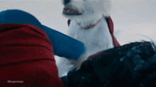 a white dog is laying on a person 's lap and the caption says #superman