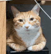Cute Cat Cat Fun GIF - Cute Cat Cat Cat Fun GIFs