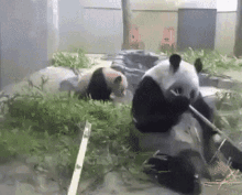 Panda Forgetting GIF - Panda Forgetting Baby GIFs