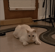 Scared Scaredy Cat GIF - Scared Scaredy Cat Kitty Cat GIFs