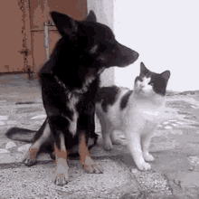 Dog Cat GIF - Dog Cat Kiss GIFs