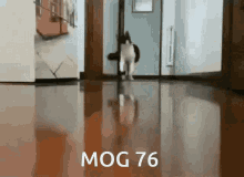 Mog76 Mogcat GIF - Mog76 Mog 76 GIFs