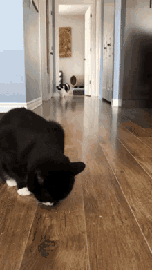 Funny Animals Slide GIF - Funny Animals Slide Funny Cats GIFs