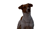 Confused Milo The Dog Sticker