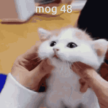 Mog48 GIF - Mog48 48 Mog GIFs