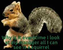 Squirrel Why Is It GIF