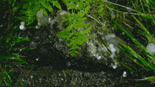 a fern is growing on a rock in a stream of water