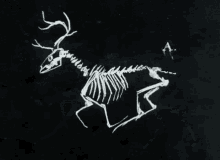 Deer Running GIF - Deer Running Skeleton GIFs