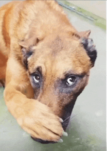 a close up of a brown dog laying down with its paw on its face