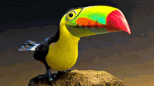 pico toucan