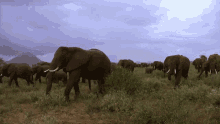 Elephants Walking GIF - Elephants Walking Have A Walk GIFs