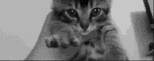 Cute Cat GIF - Cute Cat Cutecat GIFs