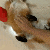 a person is petting a cat on its back with a red hat on its head