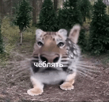 a tiger cub is sitting in the dirt with a caption in a foreign language