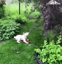 Barking The Pet Collective GIF