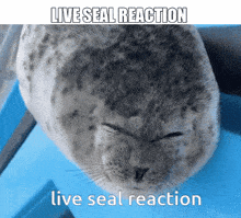 Live Reaction Seal GIF - Live Reaction Reaction Seal GIFs