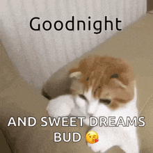 a cat sitting on a couch with the words goodnight and sweet dreams bud written on it