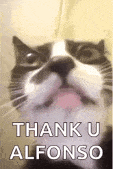 a close up of a cat 's face with the words `` thank u alfonso '' below it .