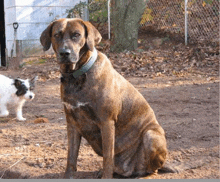 a brown dog is sitting in the dirt with a white dog behind it
