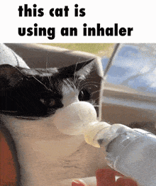 cat inhaler this cat jerma the