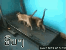 แมว วิ่ง ลู่วิ่ง ฮึบๆ GIF - Cat Run Treadmill GIFs