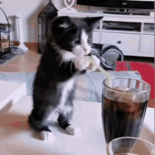 Kitten Try Drink Soda GIF - Kitten Try Drink Soda GIFs