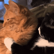 Cat Hug Cat Cuddle GIF