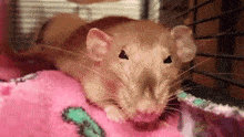 Rats GIF - Rats GIFs