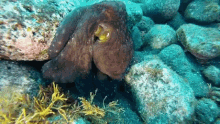 Under Water Sea Life GIF - Under Water Sea Life Under The Sea GIFs
