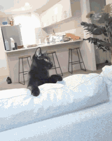 Lewinthecat GIF - Lewinthecat GIFs