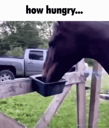 How Hungry Horse GIF - How Hungry Horse Meme GIFs