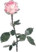 a single pink rose with green leaves is surrounded by glitter on a white background