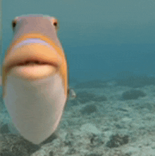 Huh Fish GIF - Huh Fish GIFs