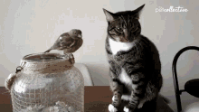 canary potter and the deathly swallows swallow canary pet cat