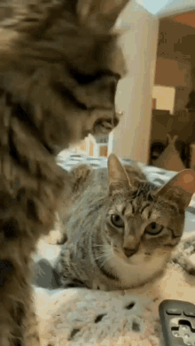 Nani Cat GIF - Nani Cat GIFs