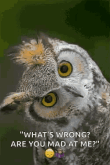 Whats Wrong Are You Mad At Me Owl GIF - Whats Wrong Are You Mad At Me Owl Funny Animals GIFs