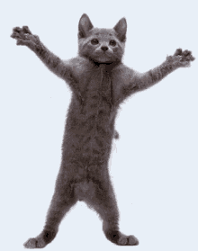 Cat Danci GIF - Cat Danci Kitty GIFs