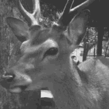wigglegram film analog 3d deer