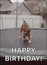 trampoline play dog playful