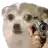 a person is pointing a gun at a dog .