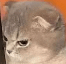 a close up of a cat 's face looking at the camera .