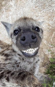 Hyena GIF
