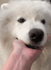 Dog Samoyed GIF - Dog Samoyed Shiro GIFs