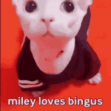 Miley Loves Bingus Miley GIF