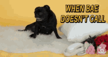 When Bae Doesnt Call Dog GIF - When Bae Doesnt Call Dog GIFs
