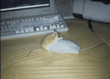 мышка GIF