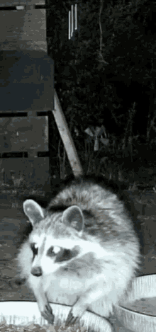 Wildlifecam Trash Panda GIF - Wildlifecam Trash Panda Raccoon GIFs