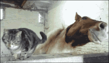 Cat Horse GIF - Cat Horse Cuddle GIFs