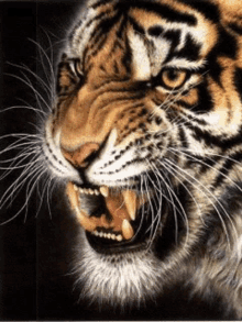 Fangs Roar GIF - Fangs Roar Tiger GIFs