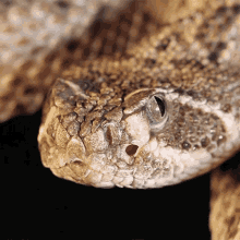 hissing veritasium tongue out tongue flick snake